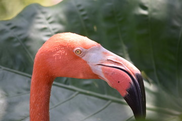 Birds and animal Florida