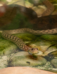 Close-up of Wild Scaled Viper snake face in water