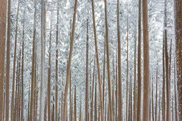 杉林の雪景色