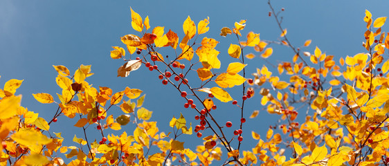 Yellow and red autumn leaves of a tree against blue sky. Fall foliage in sun.