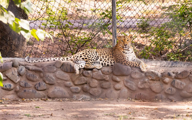 Buscar fotos: leopardo