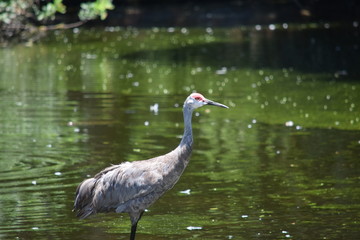 Birds and animal Florida