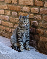 Obraz premium Cat in Venice