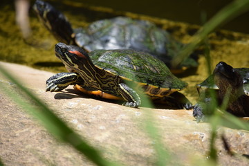 Fototapeta premium Birds and animal Florida