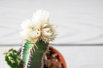 Blooming home cactus in a flower pot on a wooden background.