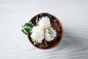 Blooming home cactus in a flower pot on a wooden background.