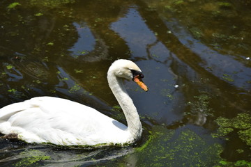 Fototapeta premium Birds and animal Florida