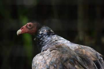 birds and animals