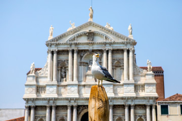 Gull at Santa Maria di Nazareth Church in Venice