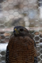 birds and animals