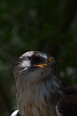 birds and animals