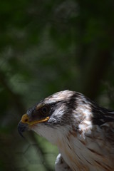 birds and animals