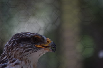 birds and animals