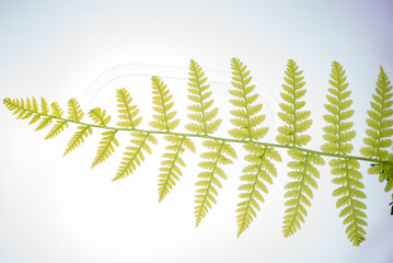 green leaf isolated on the white