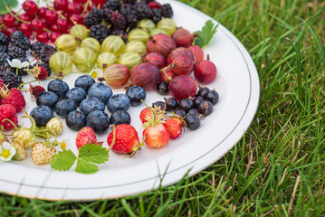 different kinds on berries on white plate