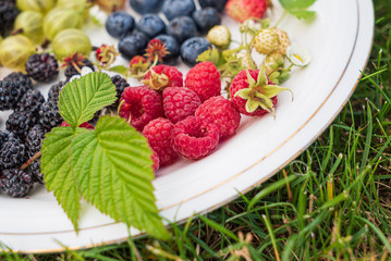 different kinds on berries on white plate