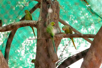 Green parrot sitting on the branch of tree in the cage of chhatbir zoo, India. Wildlife bird