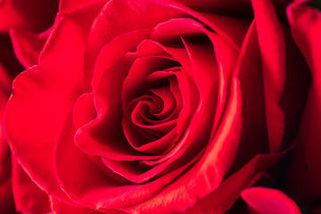 One red rose bud close-up. Bright festive floral background.