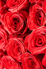 Buds of red roses close-up. Bright festive floral background.