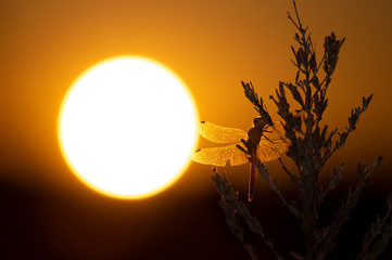 夕日と赤トンボ © 雄一 松崎