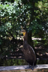 birds and animals