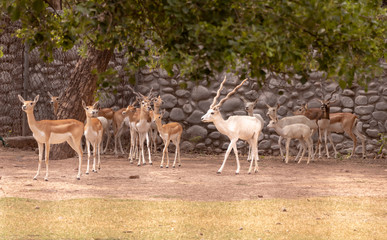 Herd of gazella bennettii standing alert in the open forest at chhatbir zoo, India