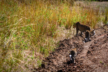 Take a Walk on a Wildside