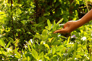 hand with green leaf ,nature leaves