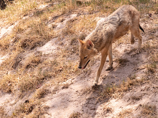 Hyena (Hyaenidae) Scavenger walking peacefully. Wild life animal