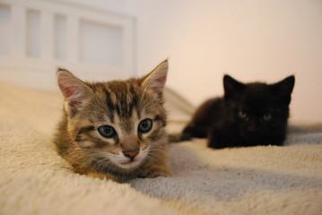 Kitten on the blanket