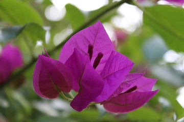 Flower