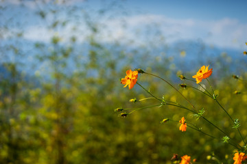 Obraz premium It is Orange flowers with orange background.