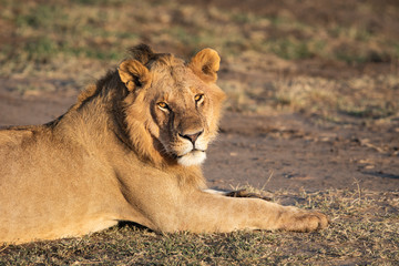 Young Male Lion laying in the Masai Mara