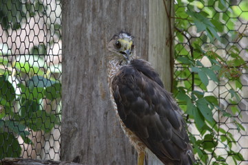 Birds and animals