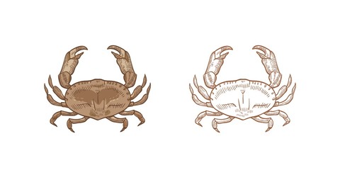Bundle of realistic colored and monochrome drawings of dungeness crab. Aquatic animal or marine shellfish isolated on white background. Elegant hand drawn vector illustration in vintage style.