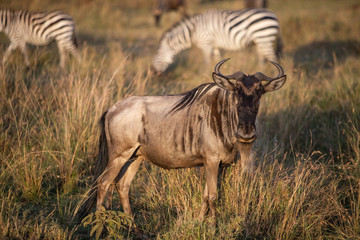 Wildebeest