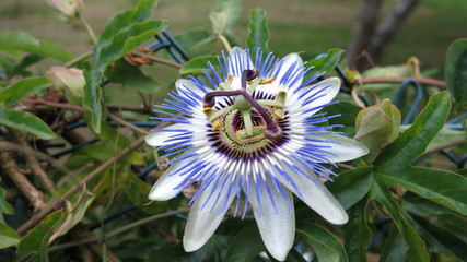 Flor rara dobly surround morada