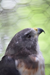 Birds and animals
