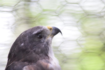 Birds and animals