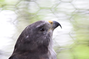 Birds and animals