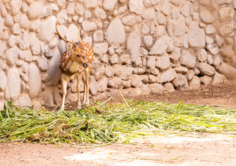 Standing barasingha or swamp deer with green leaves on dry surface at chhatbir zoo, India