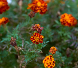 flowering marigolds in the garden, top view