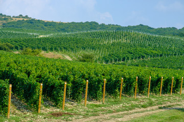 Fototapeta na wymiar Long rows of vineyards on the Taman Peninsula. Krasnodar region.