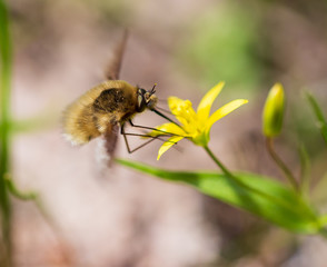 Bee on a yellow flower in spring
