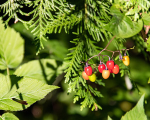 Fall colored berries in Canadian forest