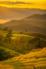Beautiful step of rice terrace paddle field in sunset and Lens Flare at Chiangmai, Thailand. Chiangmai is beautiful in nature place in Thailand, Southeast Asia.