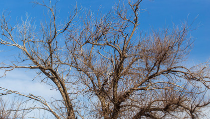 Bare branches on a tree against a blue sky