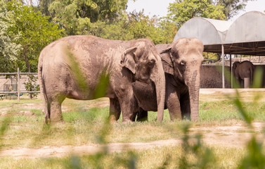 Fototapeta na wymiar Two Elephants standing in the grassland of chhatbir zoo, India. Indian wildlife animal