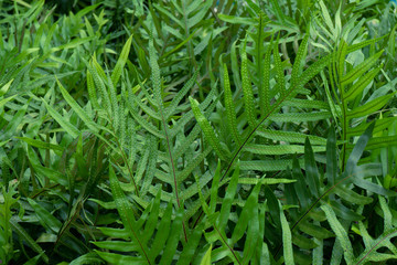 Green fern leaf texture detail background, frame concept