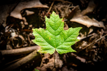 Green maple leaf over brown leaflitter